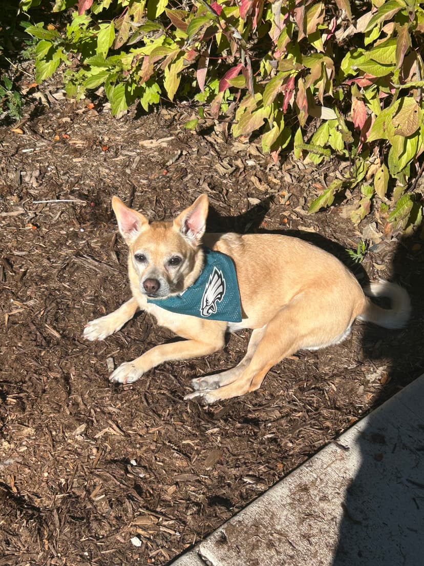 Noodle enjoying the sun in his bandana